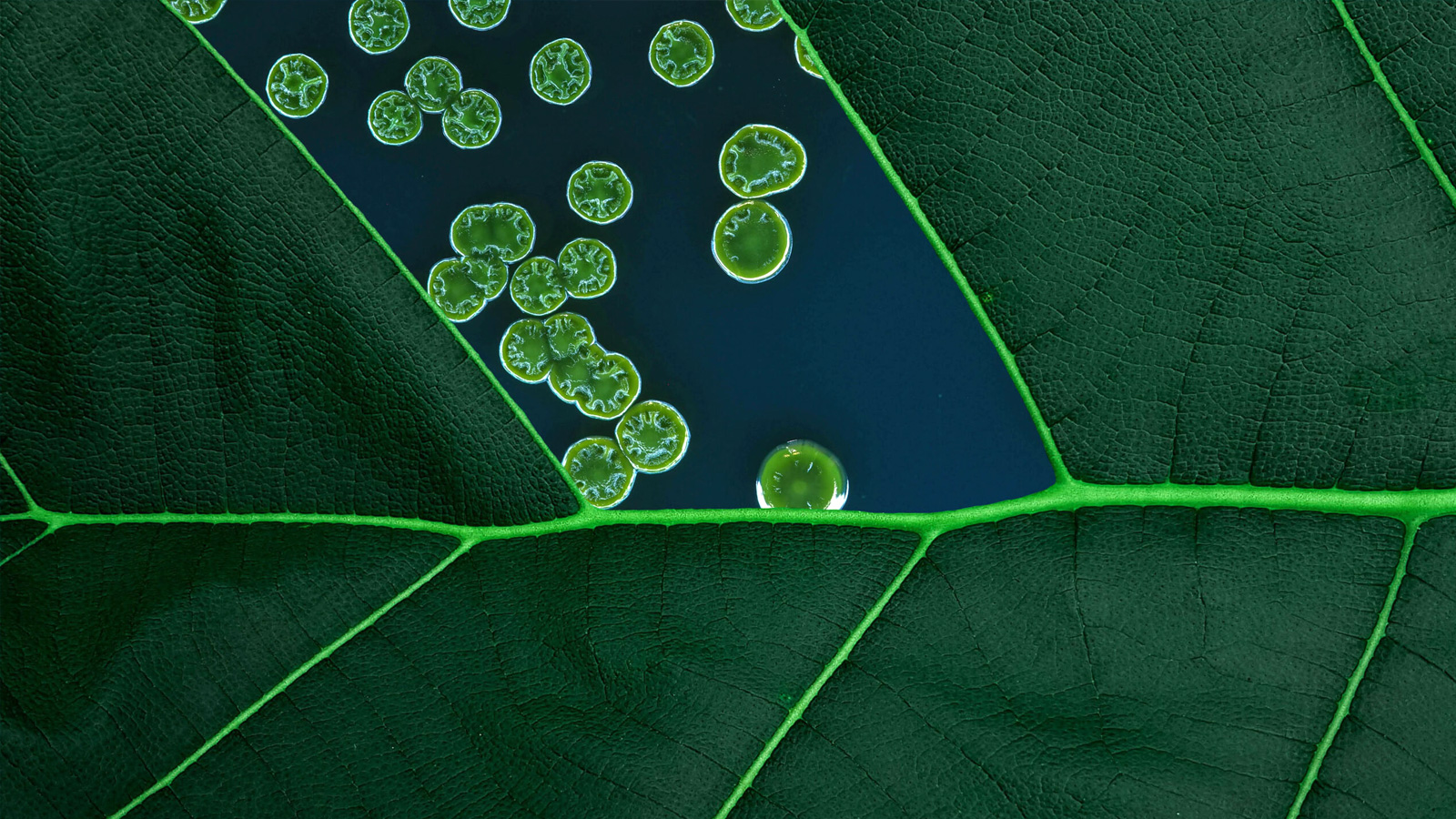 BugBiome