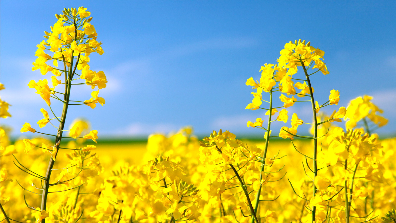 Climate Crop